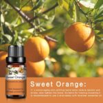 0kvm10ml Essential Oils for Humidifier Diffuser Aromatic Candles Soap Massage Oil 10pcs Kit Pure Natural Tea.jpg