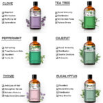 Pure Plant Extract 100ml Essential Oils.png