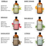 Pure Plant Extract 100ml Essential Oils.png